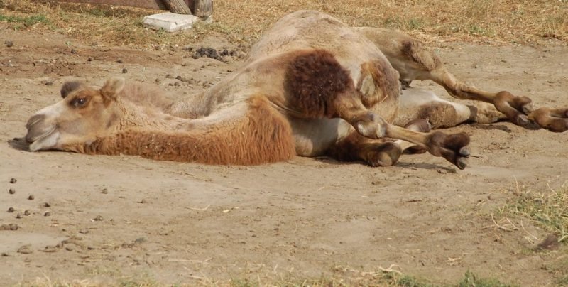 Eid Feast Turns to Tragedy: 21 Family Members Poisoned After Eating Sick Camel in Somaliland