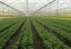 Five Israeli Technologies That Could Solve Practical Somaliland Problems